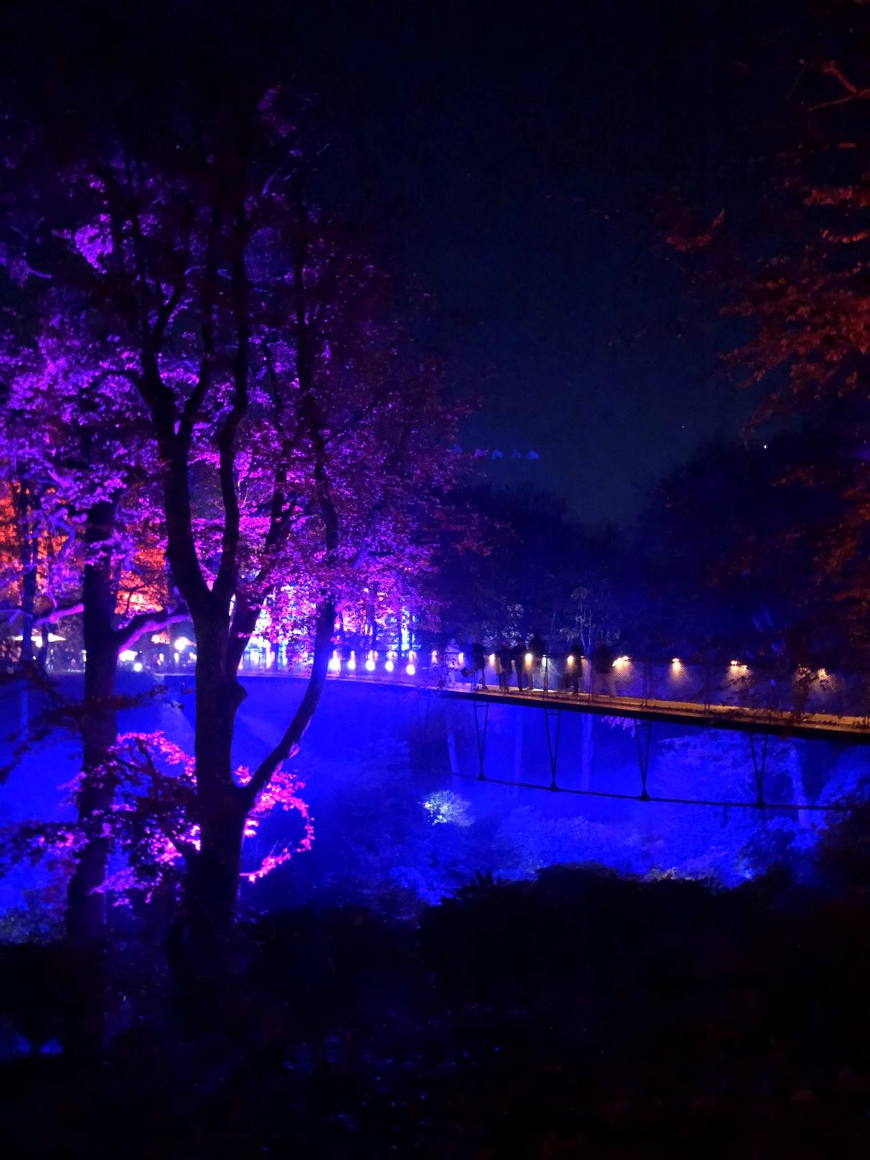 färgat ljus som lyser upp en bro och en parkmiljö